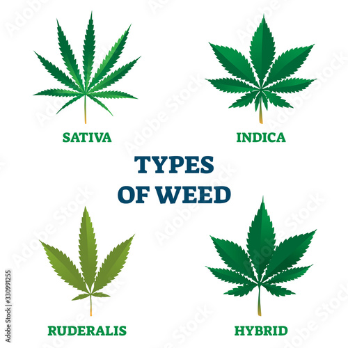 Types of weed vector illustration. Sativa, indica, ruderalis or hybrid leaf