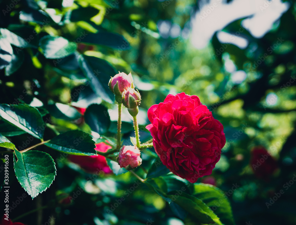 Obraz premium Red roses in retro concept, green garden in Japan.