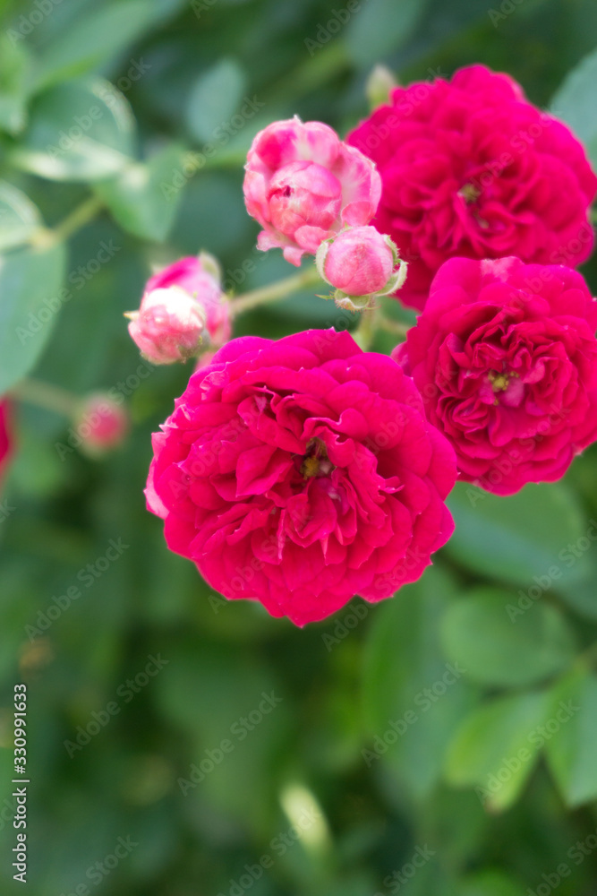 Red roses in retro concept, green garden in Japan. Red roses in retro concept, green garden in Japan.