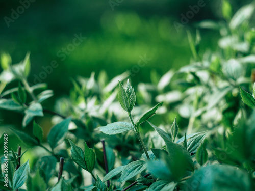 Green plants and grass in spring morning