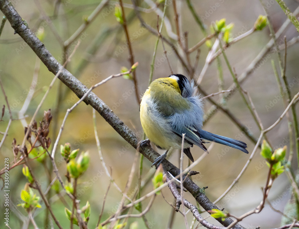 The Great Tit, Parus major, is sitting in color environment of wildlife, sýkora koňadra The Great Tit, Parus major, is sitting in color environment of wildlife, sýkora koňadra