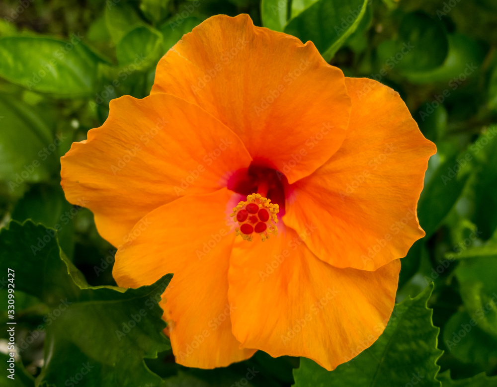 Orange Hibiscus (Hibiscus syriacus), It's famous flower to paint in textile Orange Hibiscus (Hibiscus syriacus), It's famous flower to paint in textile