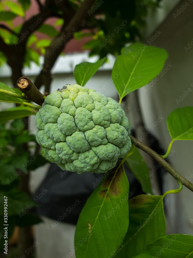 Fototapeta premium Sugar apple flower, The flower of sweet fruits of Thailand