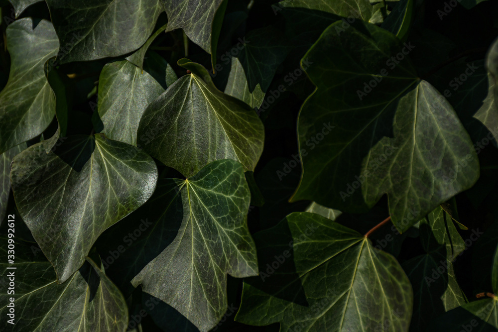 The ivy The ivy