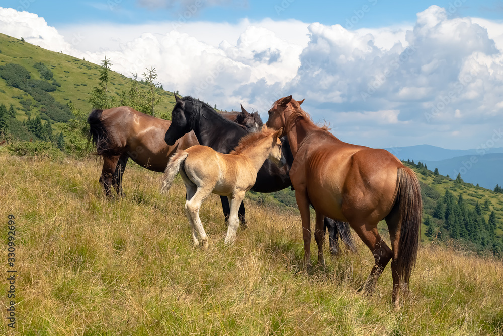 Horses with a foal walking in the mountains on a meadow on a warm summer day. Natural background