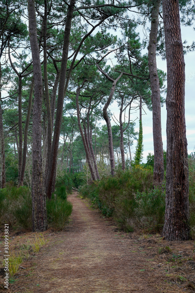 pathway for hiking in day on wood autumn pine forest season pathway for hiking in day on wood autumn pine forest season