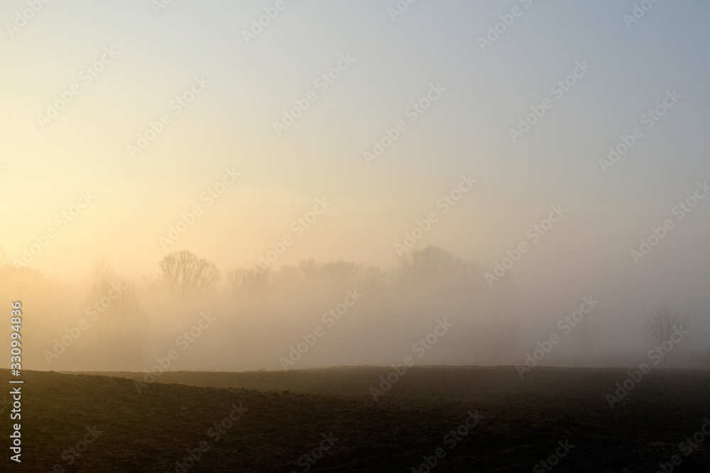 Fototapeta premium Summer landscape. Fog on the background of a field with trees and sunny sunset.