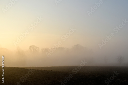 Summer landscape. Fog on the background of a field with trees and sunny sunset. © natalylad