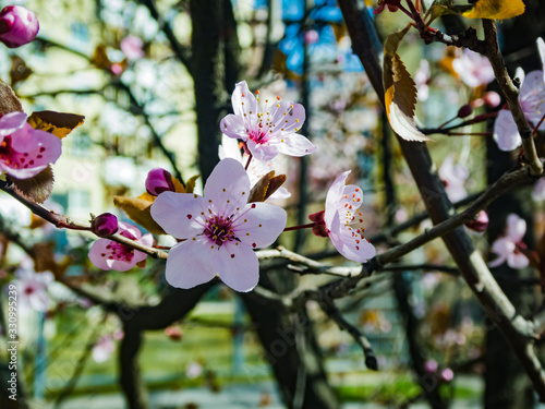 Frühlingserwachen in Wien Hietzing, Österreich photo