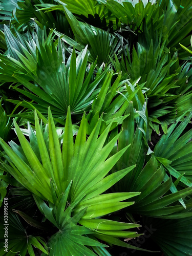 dense background of beautiful palm leaves close up