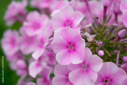 pink flowers in the garden © Альбина Ипатова