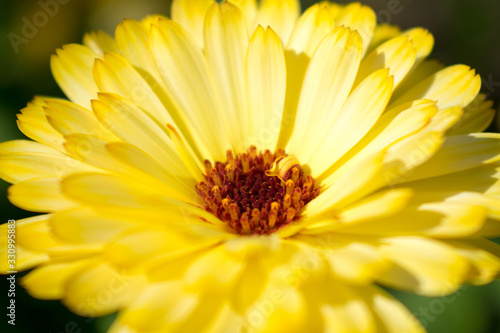 yellow flower