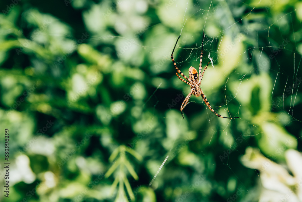 spider  in park