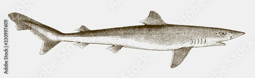 Endangered school shark galeorhinus galeus in side view