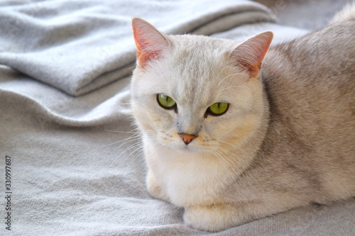 White British cat pure breed with green eyes on the sofa.