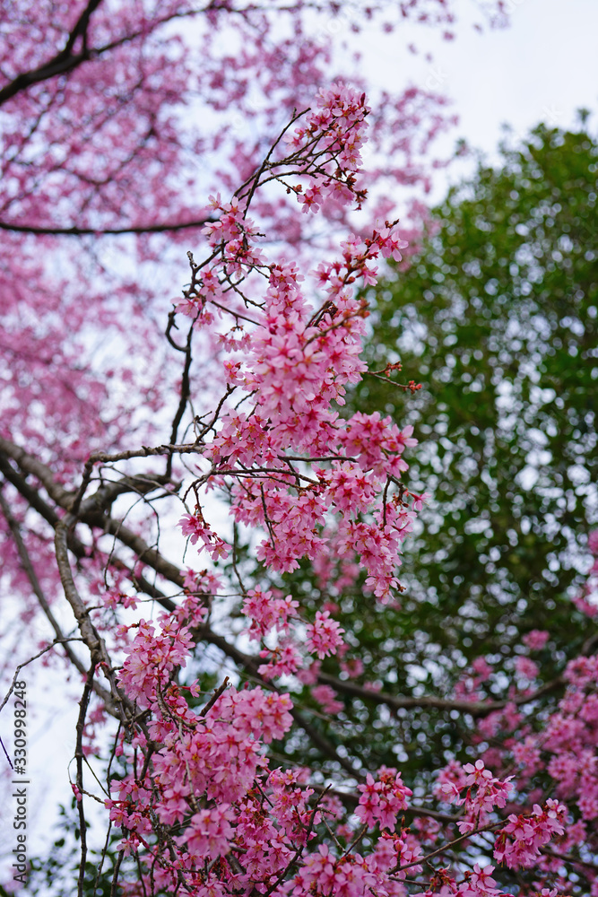 Branches of colorful pink cherry blossoms from a prunus tree in the spring