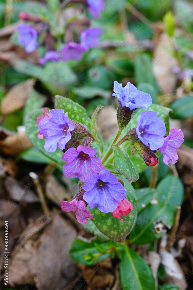 Pulmonaria (lungwort) purple flowers in the spring garden