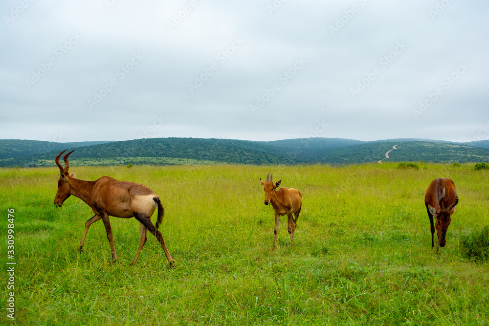 Addo Elephant National Park - South Africa Addo Elephant National Park - South Africa