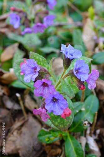 Pulmonaria (lungwort) purple flowers in the spring garden