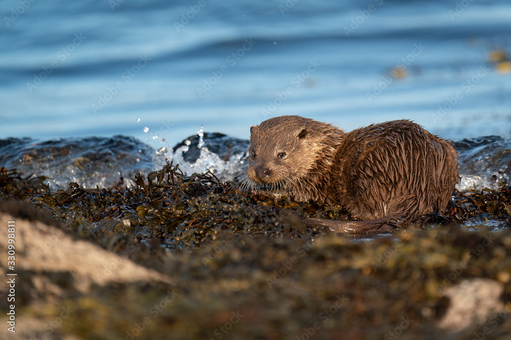 European Otter Cub (Lutra lutra European Otter Cub (Lutra lutra