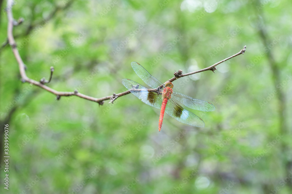 Libellule rouge et bleue, posée sur une branche dans la nature verte Libellule rouge et bleue, posée sur une branche dans la nature verte