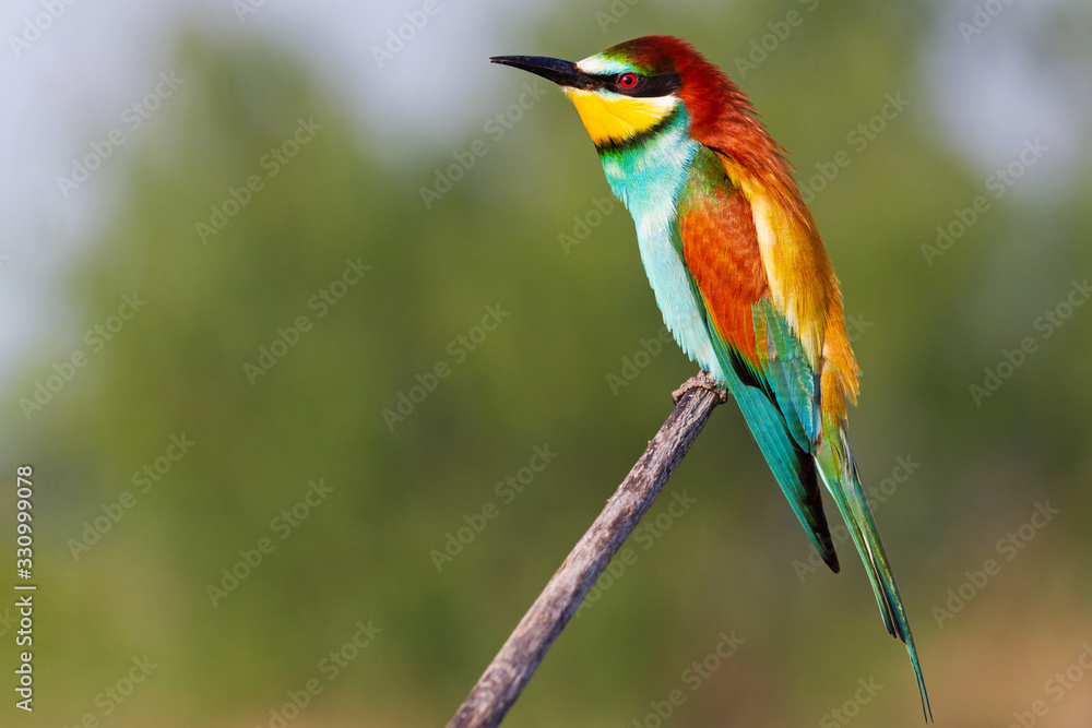Fototapeta premium beautiful bee-eater sitting on a branch