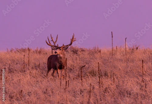 Buck Mule Deer in Autumn in Colorado at Sunrise