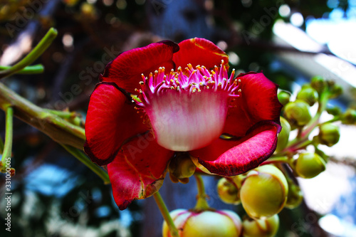 фотографія Beautiful red sala flower blooming