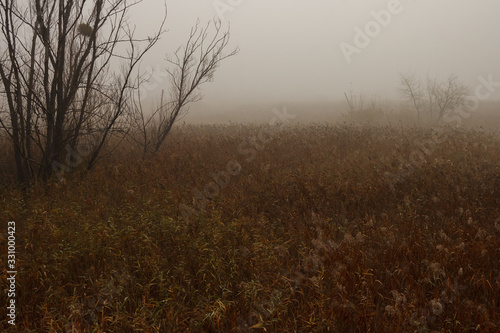 Morning thick fog over the swamp. Foggy dawn. Autumn landscape