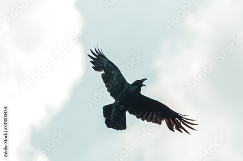 black raven flies spread its wings © drakuliren