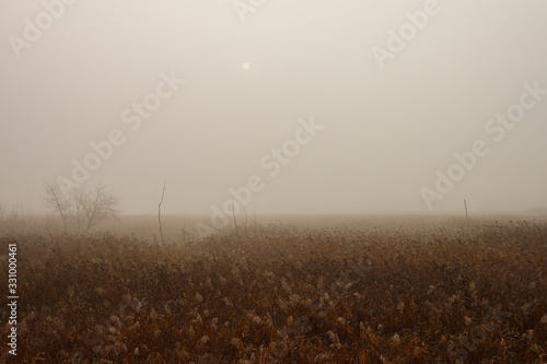 Sunrise over swamp in thick fog. Foggy dawn. Autumn landscape