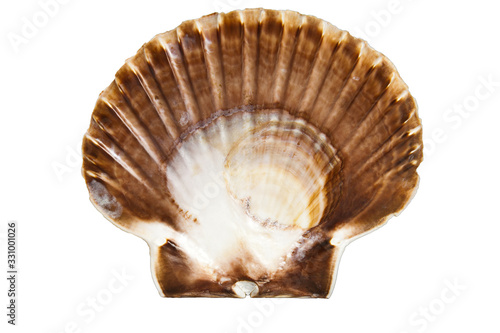 Shell clam ocean