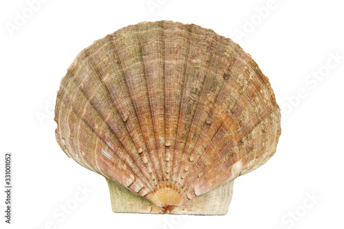 Shell clam ocean