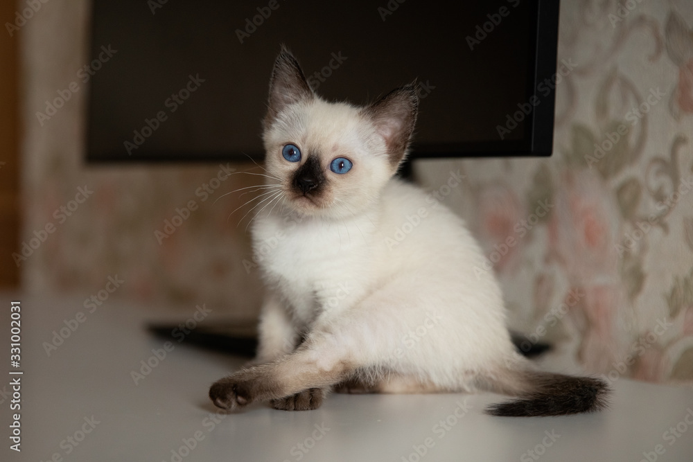 Little kitten is sitting on a table near the monitor