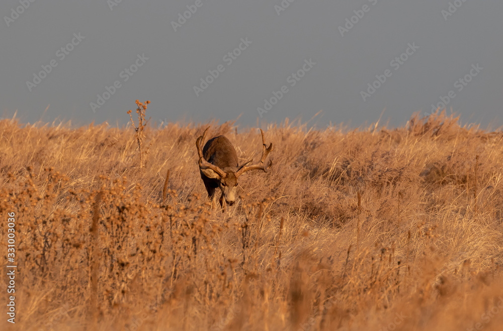 Buck Mule Deer in Autumn in Colorado During the Rut