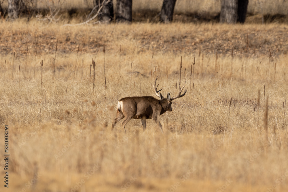 Buck Mule Deer in Autumn in Colorado During the Rut Buck Mule Deer in Autumn in Colorado During the Rut