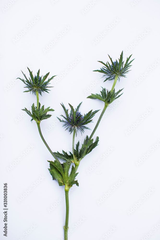 Fototapeta premium Distel