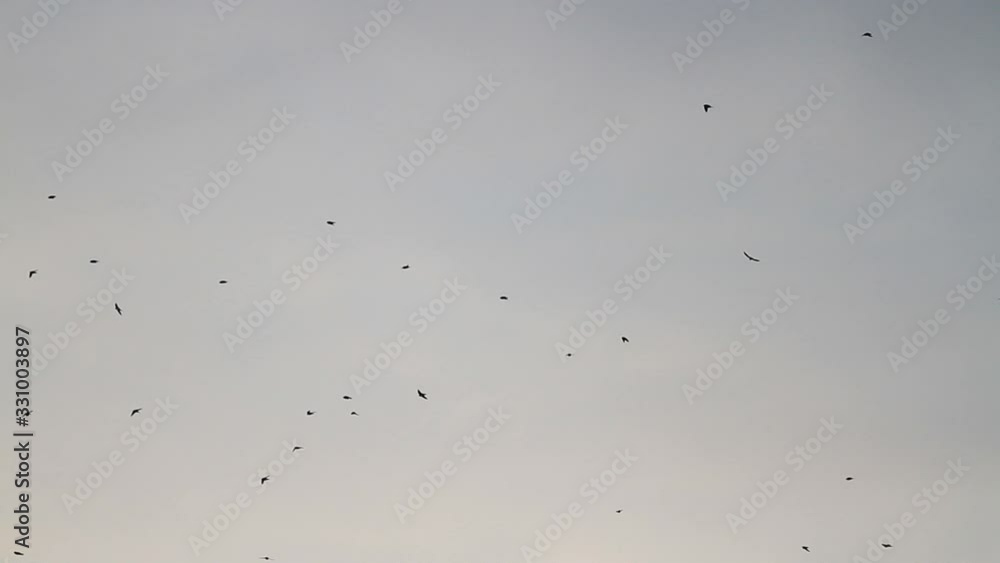 swallows return home after winter swallows return home after winter