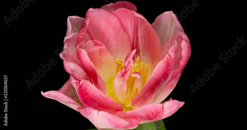 Wallpaper Mural Timelapse of pink tulip flower blooming on black background. Torontodigital.ca