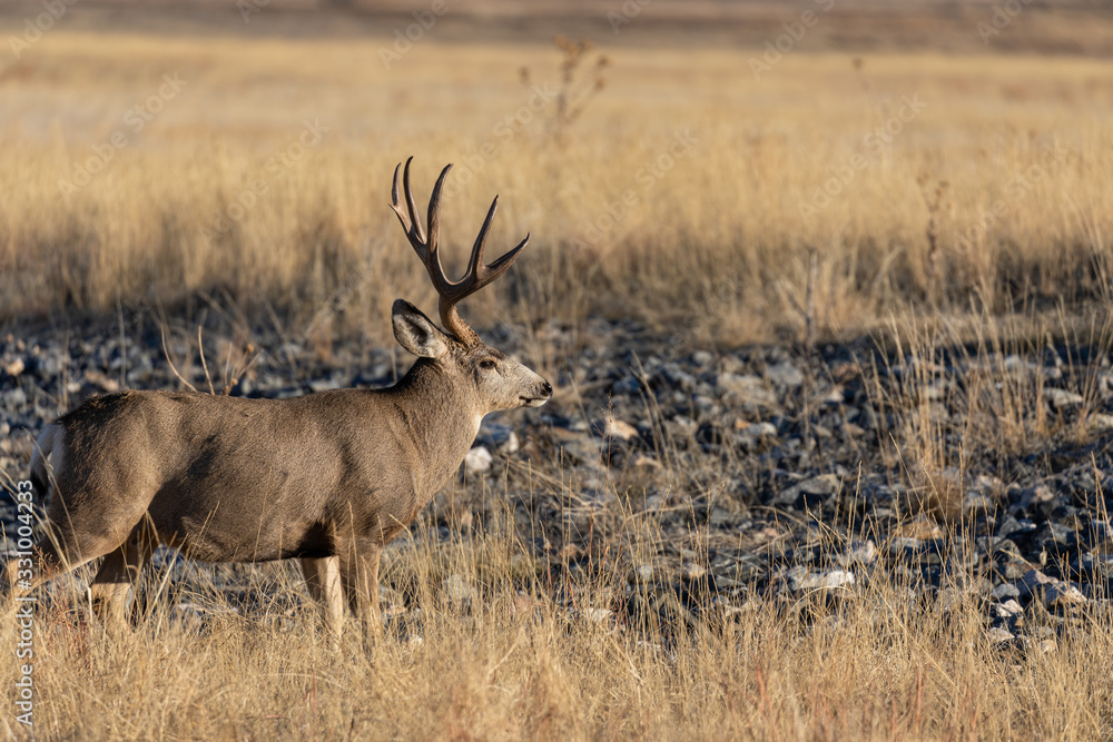 Buck Mule Deer in Autumn in Colorado During the Rut Buck Mule Deer in Autumn in Colorado During the Rut