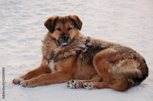 Home dog on the yard. Four-footed friend in the winter frost forest on the snow. Loyalty