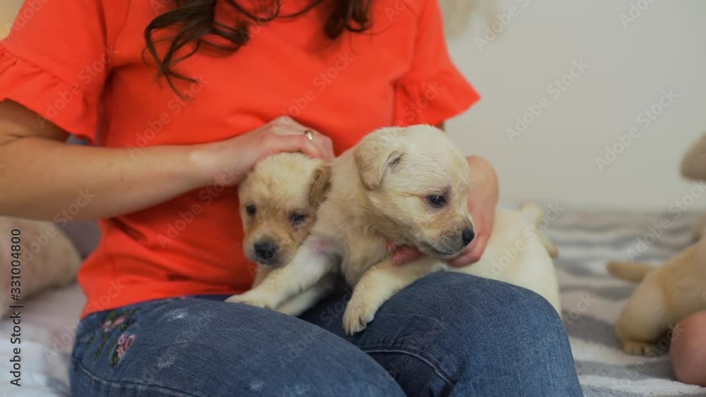 Young Woman Playing with Cute Golden Retriever Puppies on a Bed. Funny Labrador Puppies Lying on a Knees of its Owner. Pets and Animals Concept Young Woman Playing with Cute Golden Retriever Puppies on a Bed. Funny Labrador Puppies Lying on a Knees of its Owner. Pets and Animals Concept