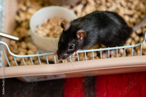 A black, domestic rat of black color has stuck out of an open cage and looks.