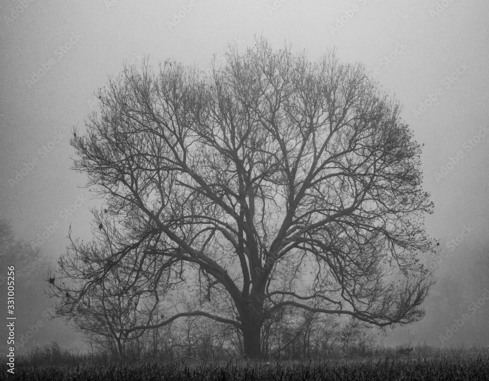 Barren Tree sits in solitude surrounded by Fog Barren Tree sits in solitude surrounded by Fog