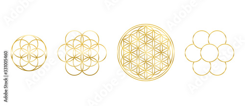 Golden Flower of Life, Seed and Egg of Life. Geometric figures, spiritual symbols and sacred geometry. Circles forming symmetrical flower-like patterns. Illustration over white. Vector.
