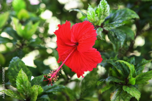 Red hibiscus flowers bloom to welcome the first light of the day in the garden.