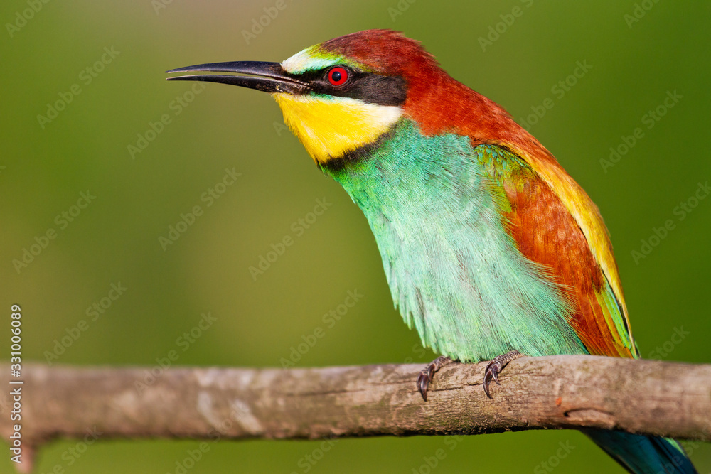 Fototapeta premium wild colored bird sings sitting on a branch
