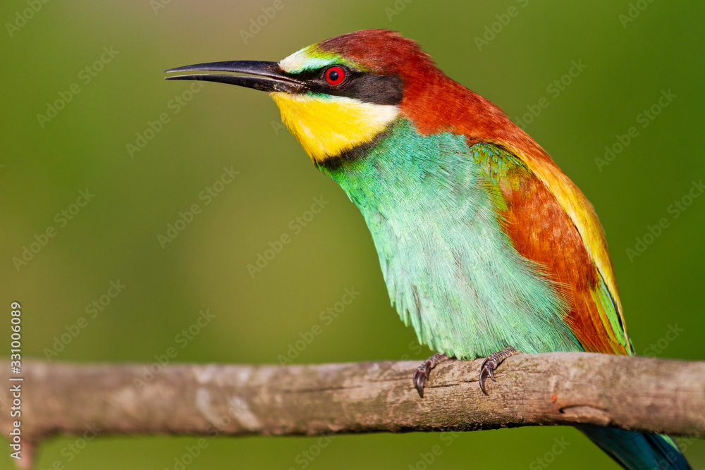 wild colored bird sings sitting on a branch