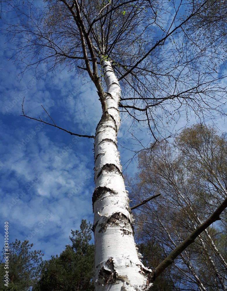 Fototapeta premium tree on blue sky - Poland, Kielce