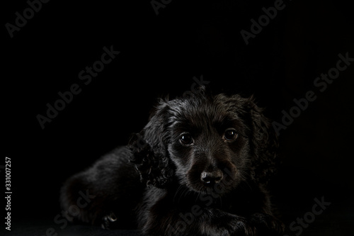 black dog in the black room